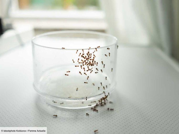 Barrière à fourmis naturelle : l ’astuce simple pour les empêcher d’envahir votre maison