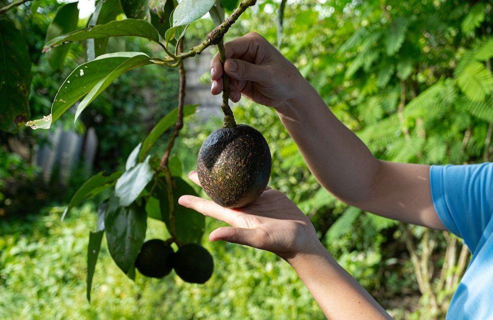 Ce petit détail sur l’avocat vous indiquera à coup sûr s’il est mûr