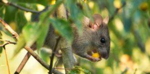 Pourquoi une souris doit manger plus qu’un éléphant (proportionnellement)