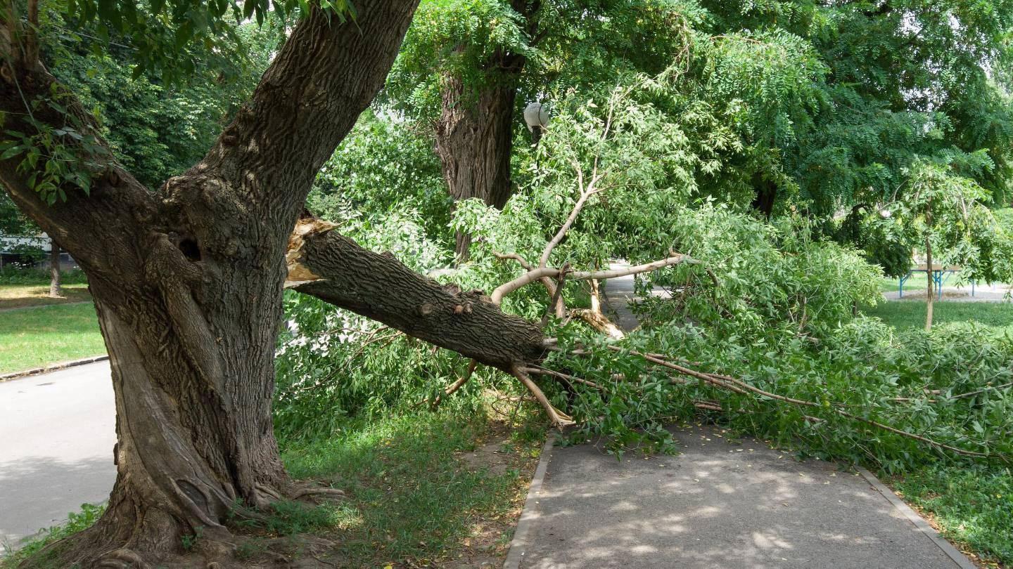 Tempête Ciaran : comment être indemnisé si vous ne parvenez pas à joindre votre assureur ?