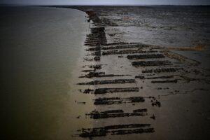 Climat: à Marennes Oléron, des huîtres contraintes de s’éclipser l’été