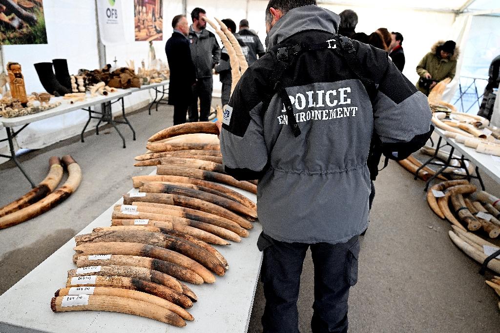 Près de deux tonnes d’ivoire broyées et incinérées à Reims