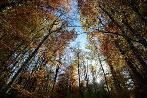 Deux villages lorrains en quête de leurs « forêts perdues » il y a 150 ans