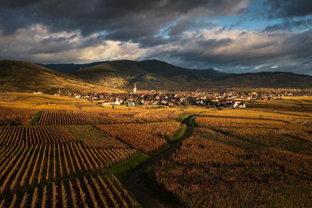 Alsace: en rouge et or, la Route des vins fête ses 70 ans