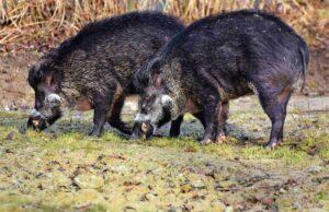 Dans les Pyrénées-Atlantiques, les sangliers font des incursions dans les zones habitées comme le long des plages de Bidart