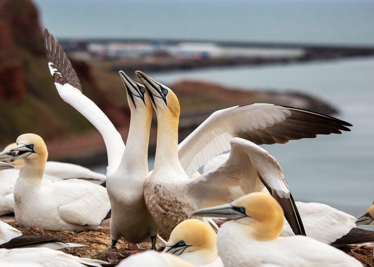 Tempêtes Ciaran puis Domingos : les oiseaux marins épuisés s’échouent jusqu’à l’intérieur des terres