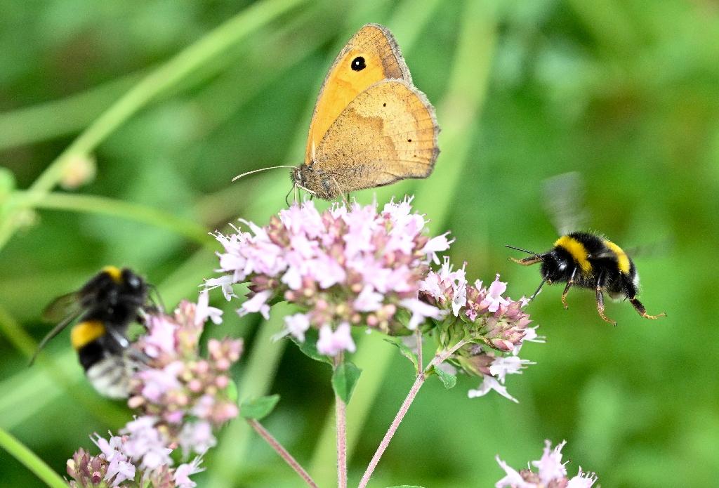 Effondrement de la biodiversité: Borne veut des résultats radicaux sans « brutalité »