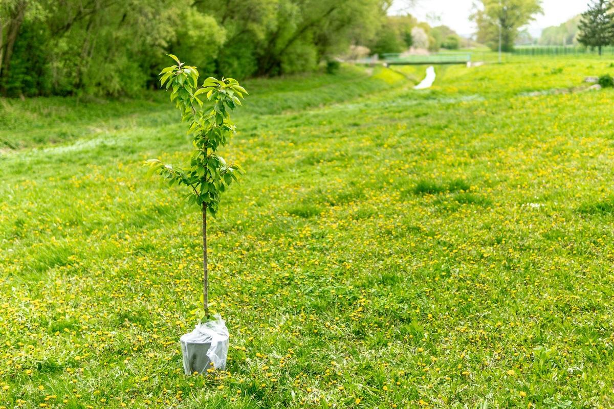 Un jardinier court pendant 24 heures pour interpeller sur les effets du changement climatique et plante 32 arbres !