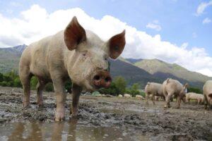 Un cas de grippe porcine sur l’homme signalé au Royaume-Uni