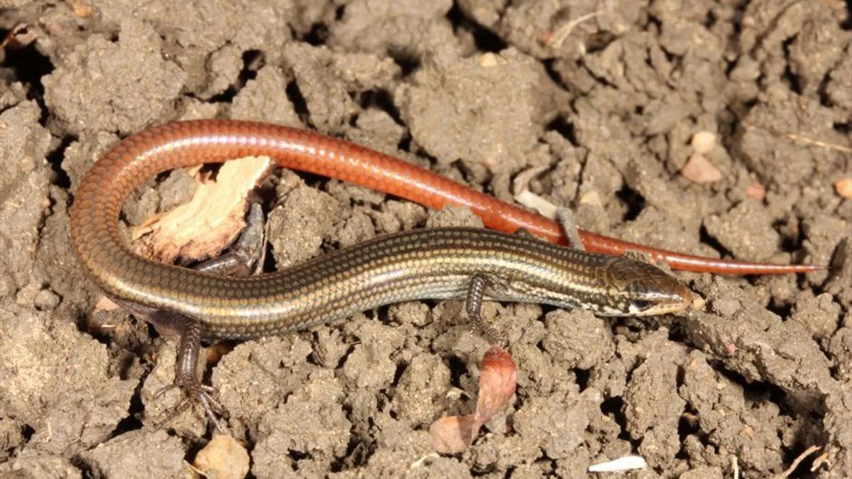 Un lézard-serpent que l’on croyait disparu réapparait en Australie