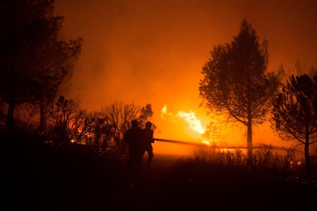 Provence: un an et demi après être parti en fumée, un massif méditerranéen renaît de ses cendres