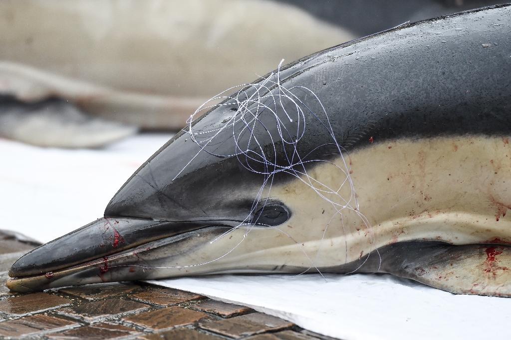 Dauphins: le mois sans pêche dans le golfe de Gascogne concernera plus de navires