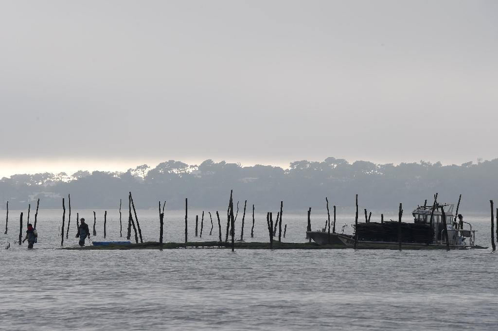 Intoxications: les huîtres du Bassin d’Arcachon interdites à l’approche du Nouvel An