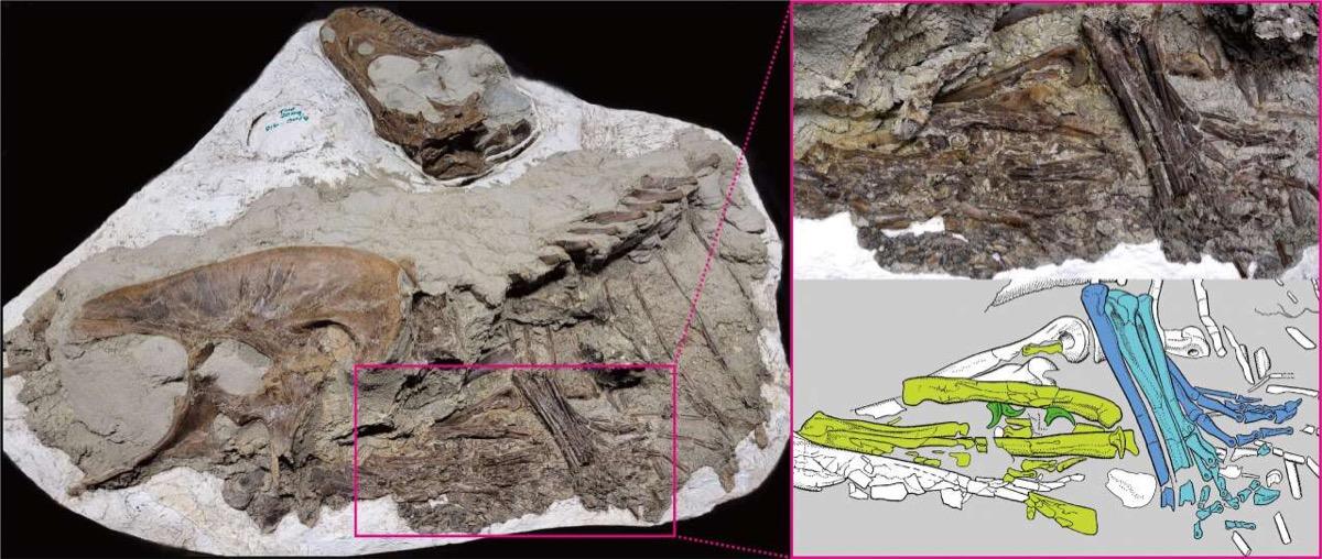 Ce tyrannosaure fossilisé a été retrouvé avec son tout dernier repas