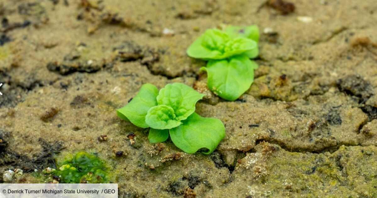 Aux États-Unis, des graines “zombies” révèlent une étrange espèce de plante hybride