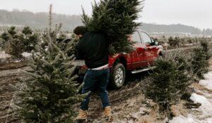 A-t-on le droit d’aller replanter son sapin de Noël dans la forêt?