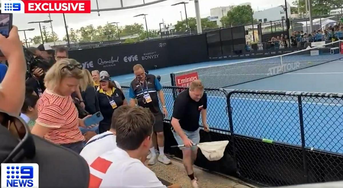 Tournoi de Brisbane : en plein match de Dominic Thiem contre James McCabe, un serpent venimeux interrompt la rencontre (vidéo)