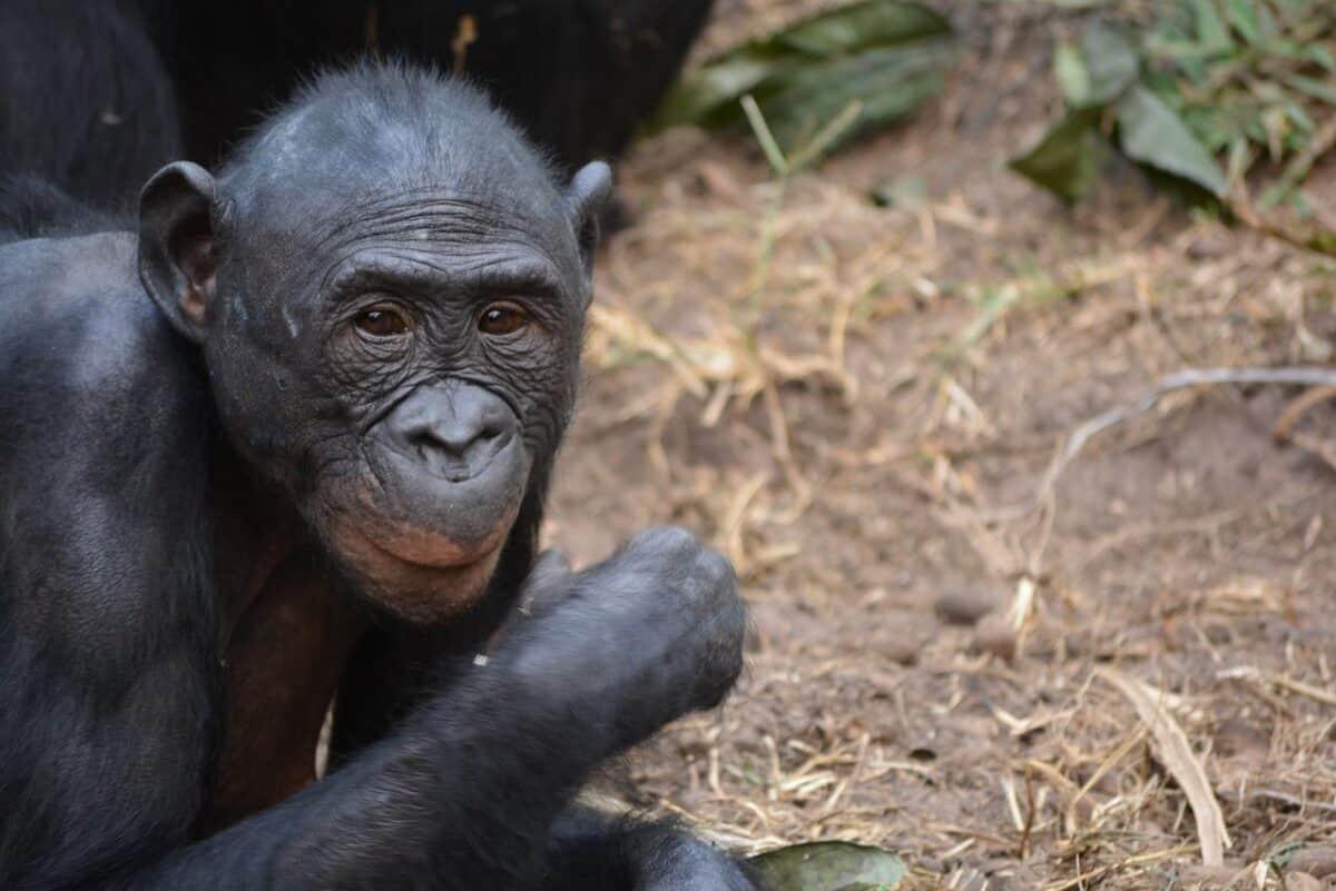 26 ans : la plus longue preuve de mémoire animale connue à ce jour