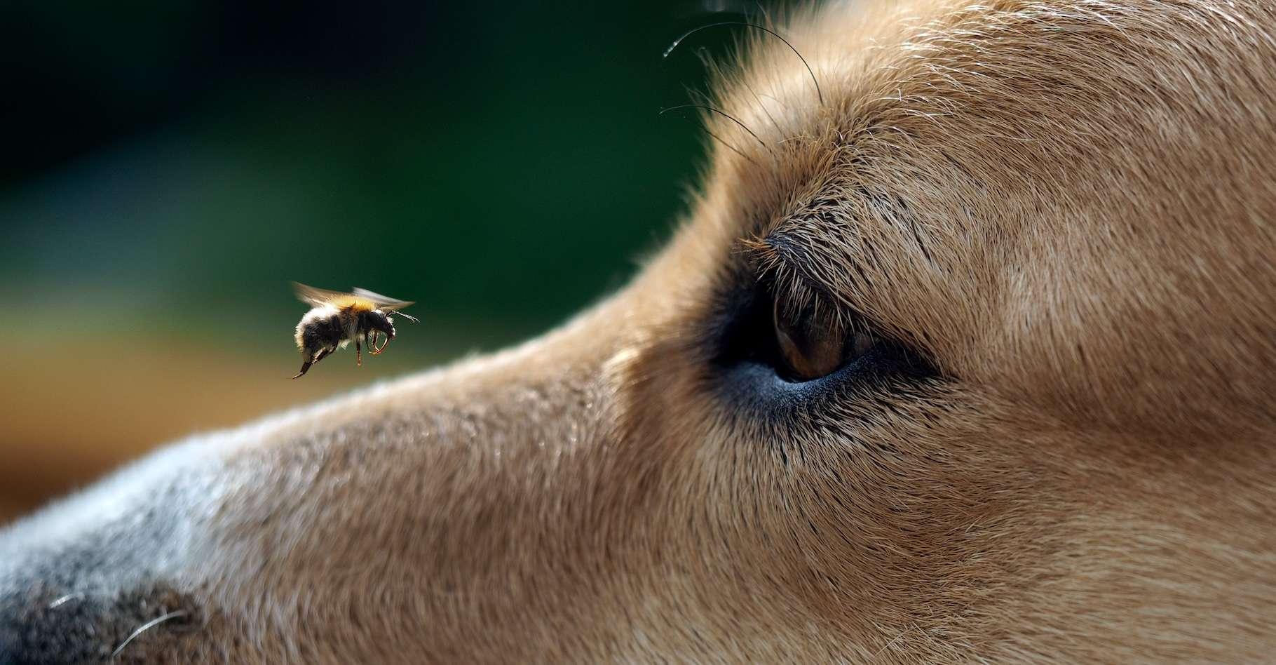 Frisson garanti : découvrez le monde à travers les yeux des animaux !