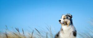 Quelles sont les 10 maladies les plus courantes chez le chien ?