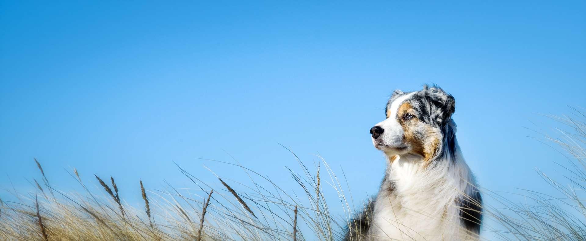 Quelles sont les 10 maladies les plus courantes chez le chien ?