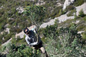 Dans la garrigue marseillaise, arracher des plantes invasives pour sauver la biodiversité