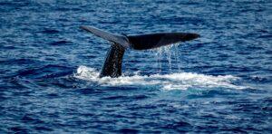 Les baleines sont au moins aussi intelligentes que nous