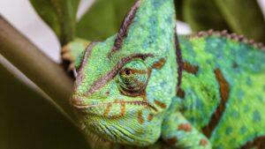 Ce caméléon meurt dans une explosion de couleurs