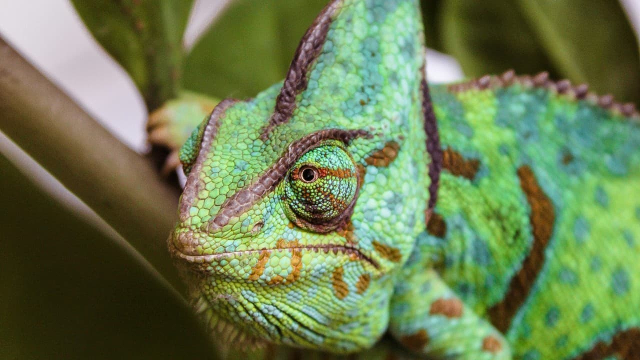 Ce caméléon meurt dans une explosion de couleurs
