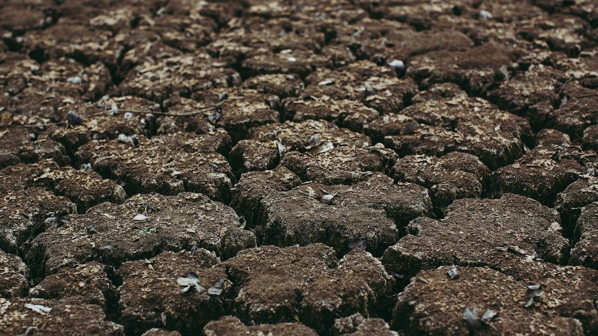 Les champignons poussent plus vite avec du son et c’est une bonne nouvelle pour l’environnement