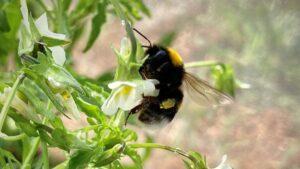 Face à la baisse du nombre de pollinisateurs, ces fleurs commencent à se reproduire seules