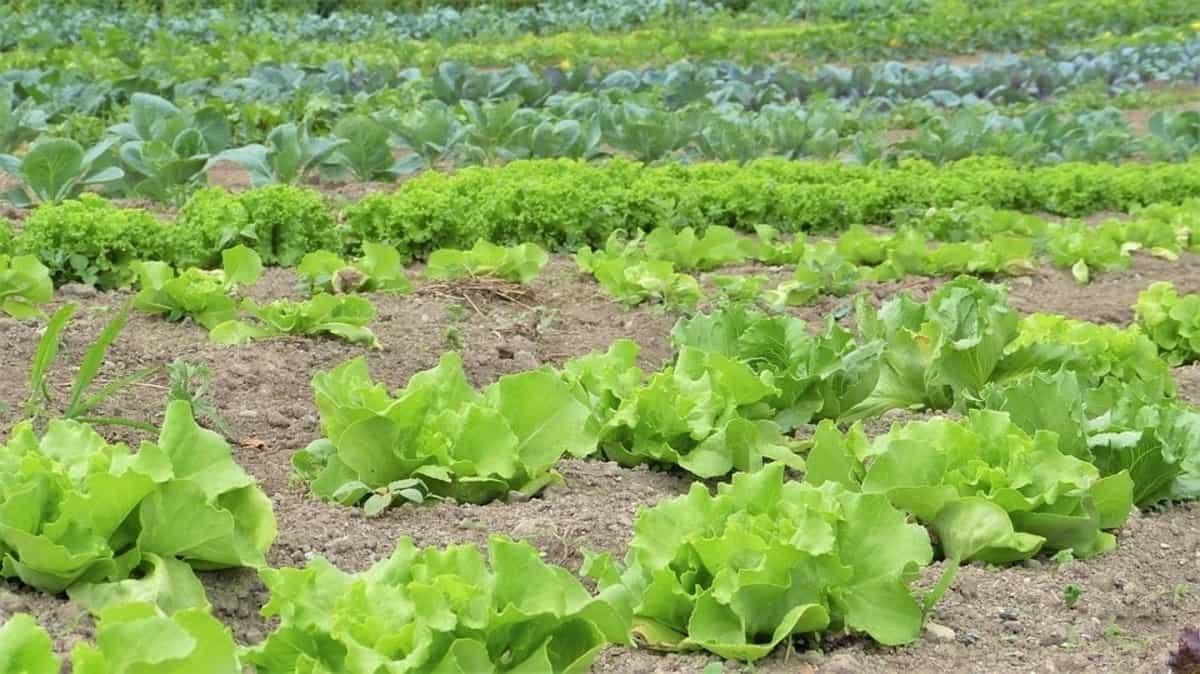 Les villes de Toulouse et Avignon voient défiler les agriculteurs en colère face aux nombreuses contraintes de leur profession