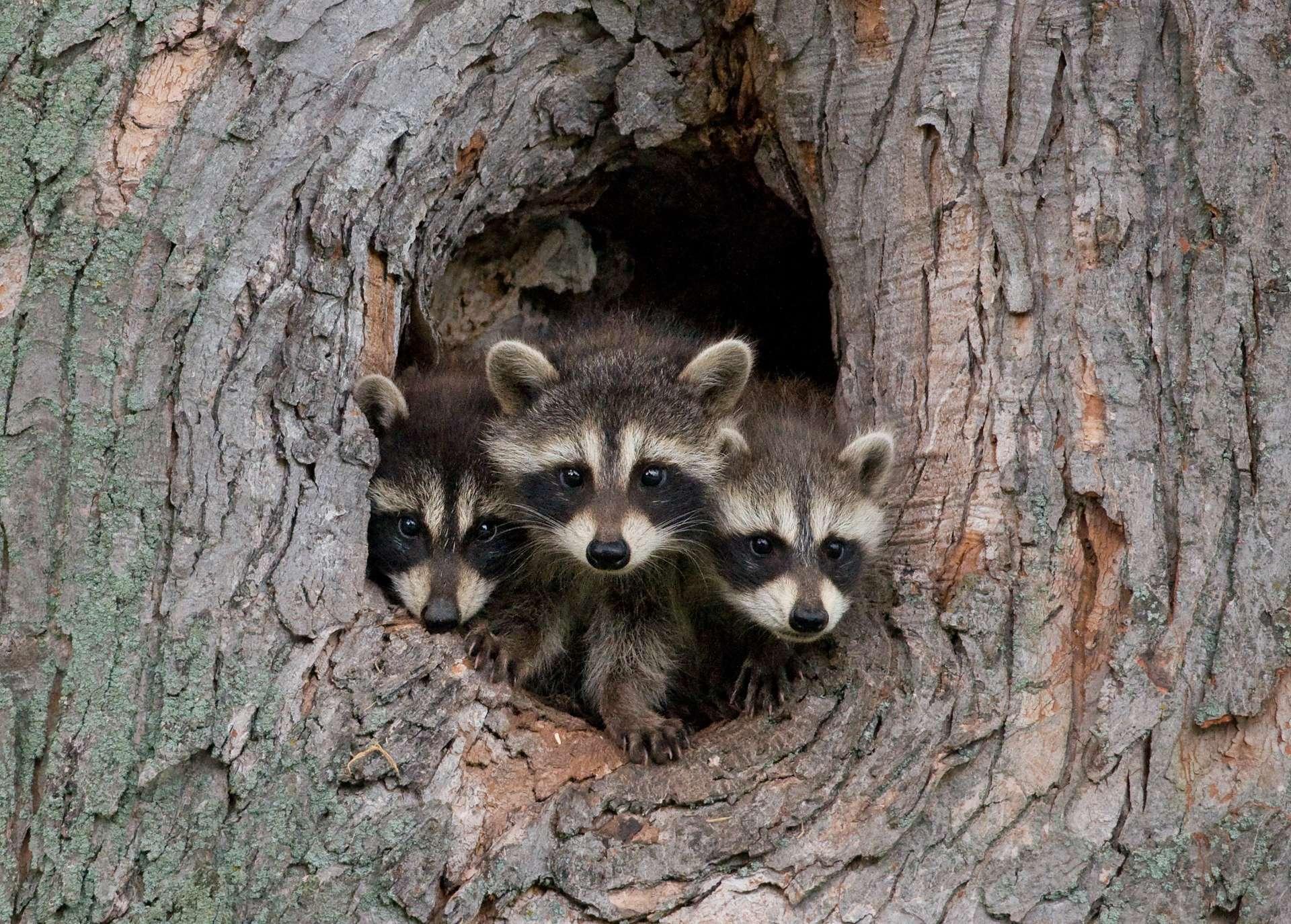 France : découvrez les 10 animaux exotiques les plus dangereux