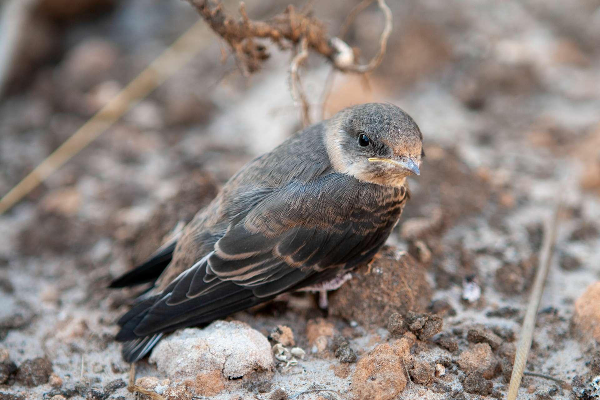 Martinet noir : est-il le seul oiseau à dormir en volant ?