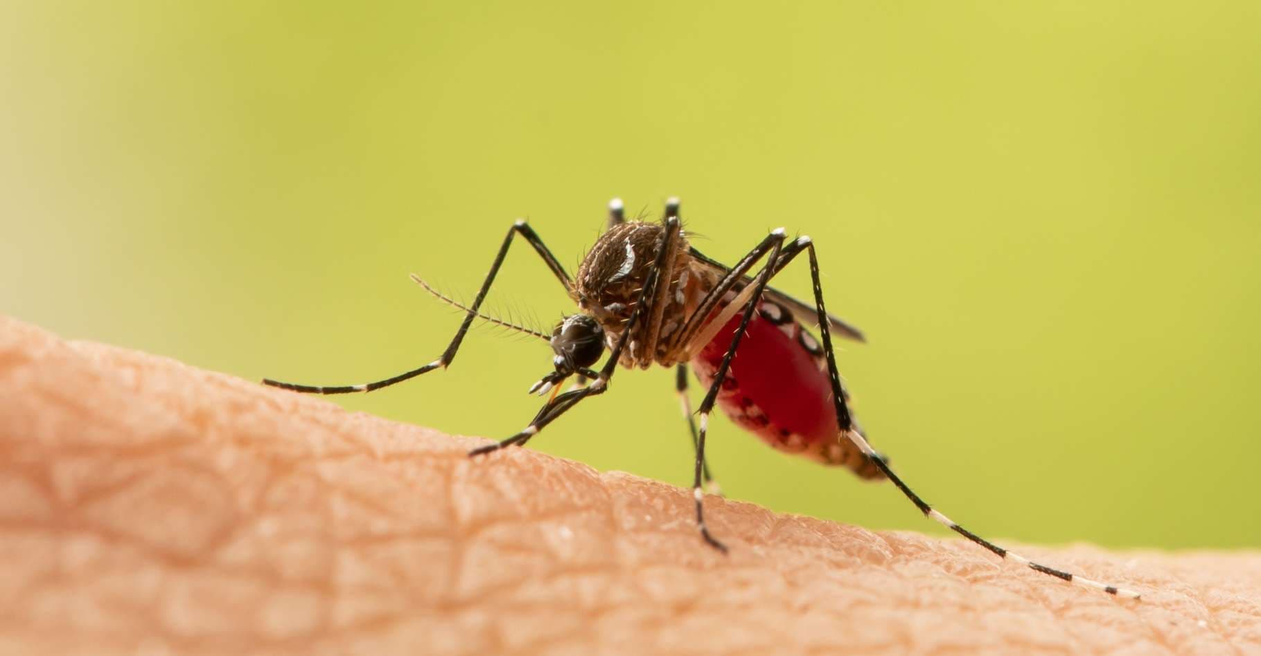 Les moustiques vieillissent plus vite et ce n’est pas une bonne nouvelle
