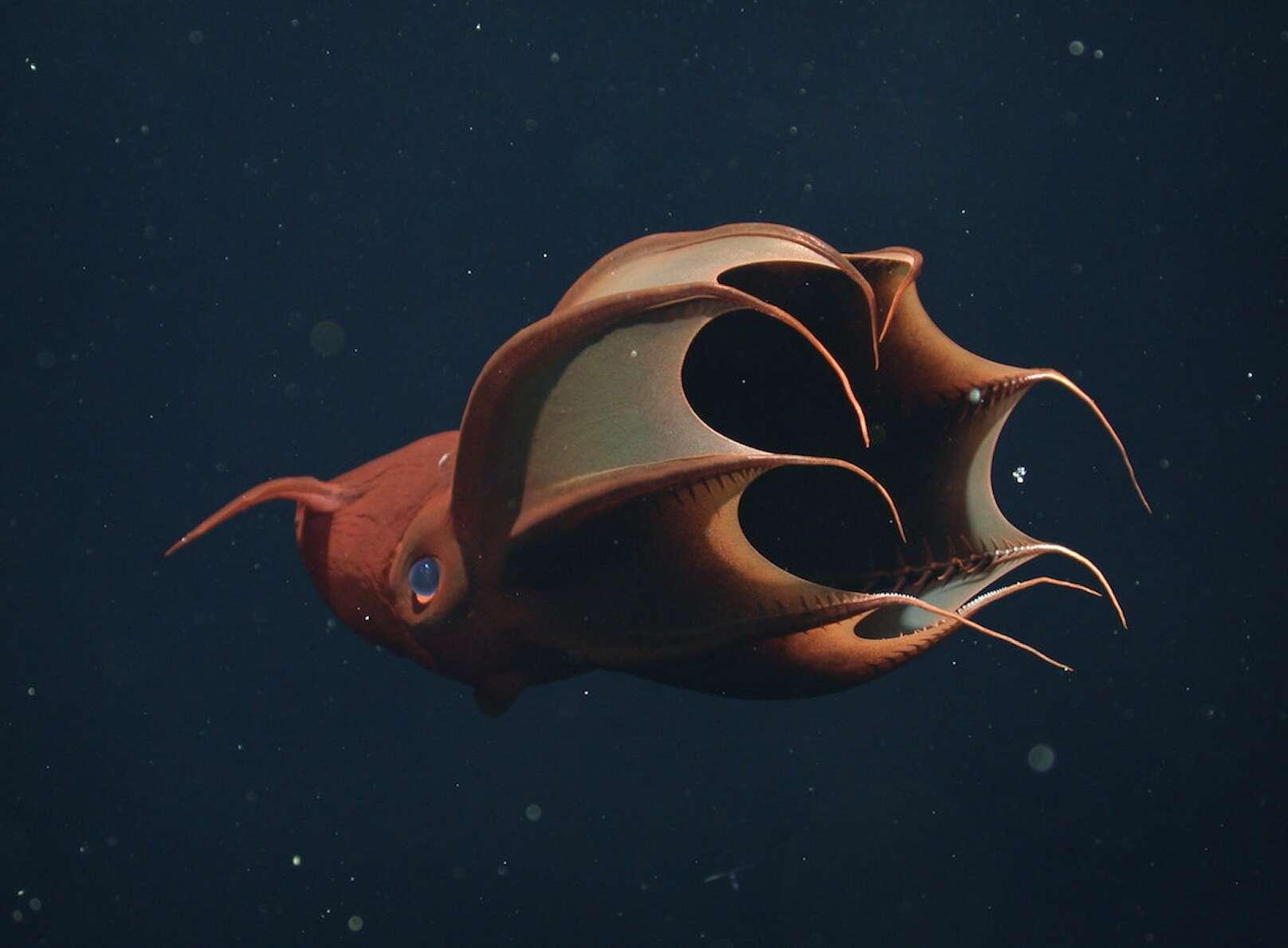 À la rencontre du vampire dans les abysses des océans