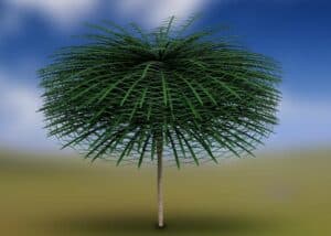 Découverte d’un arbre unique dans l’évolution avec des feuilles impressionnantes de 1,75 m de long !