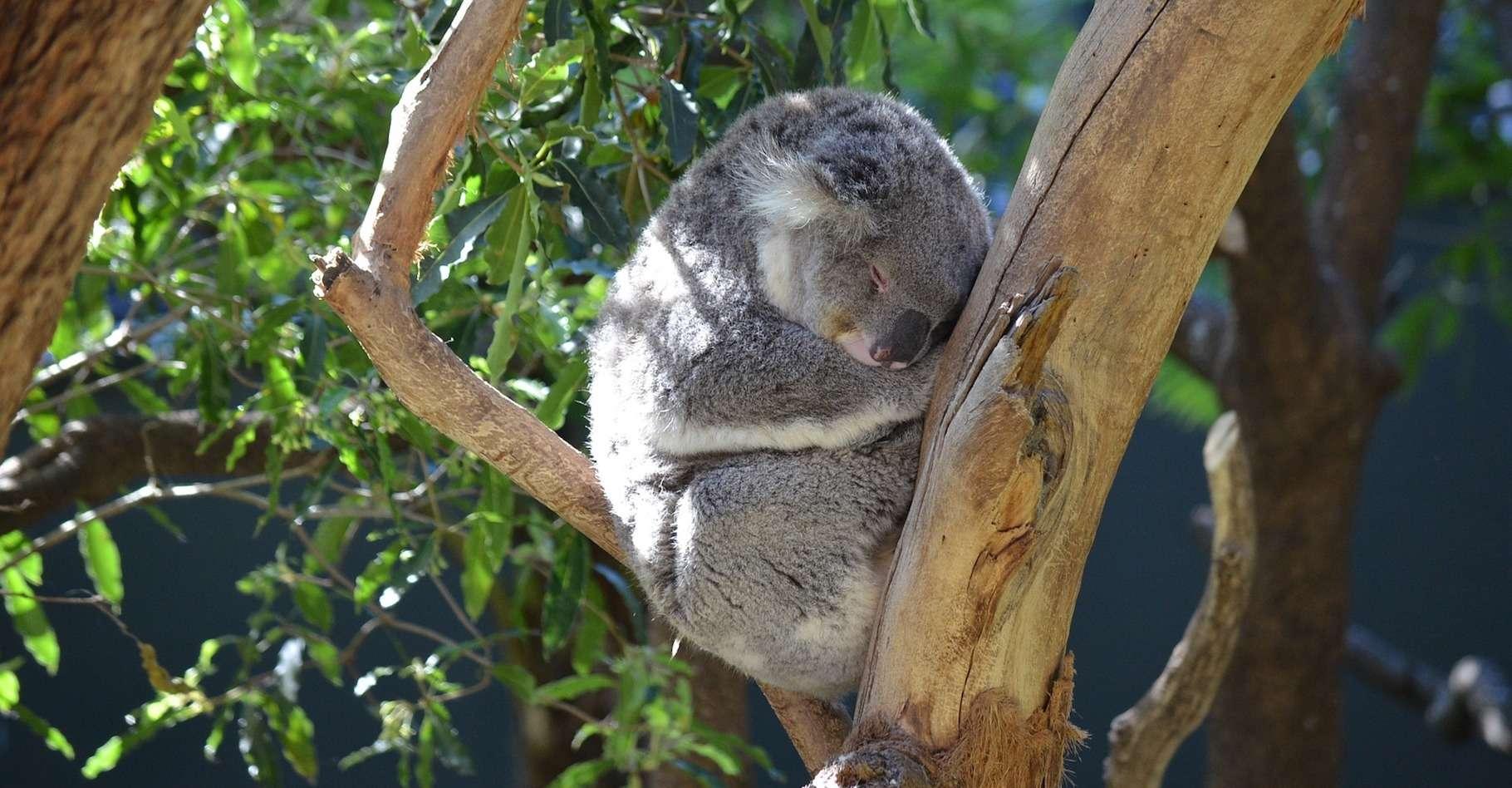 Quel est l’animal qui dort le plus ? Et celui qui dort le moins ?