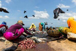 Cette start-up remplit votre assiette de poisson frais qui respecte la nature et les humains