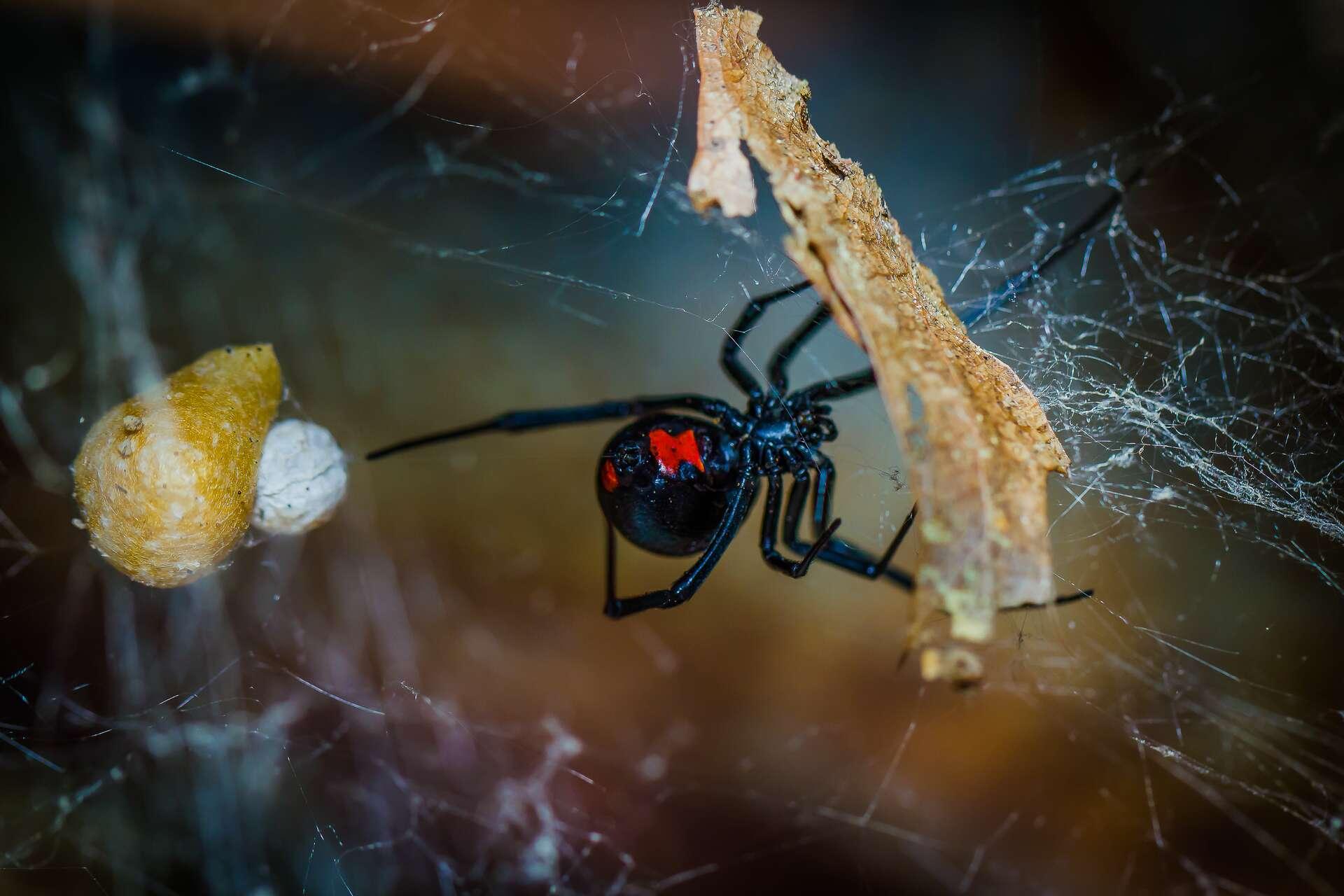 Veuve noire : est-elle l’araignée venimeuse la plus mortelle au monde ?