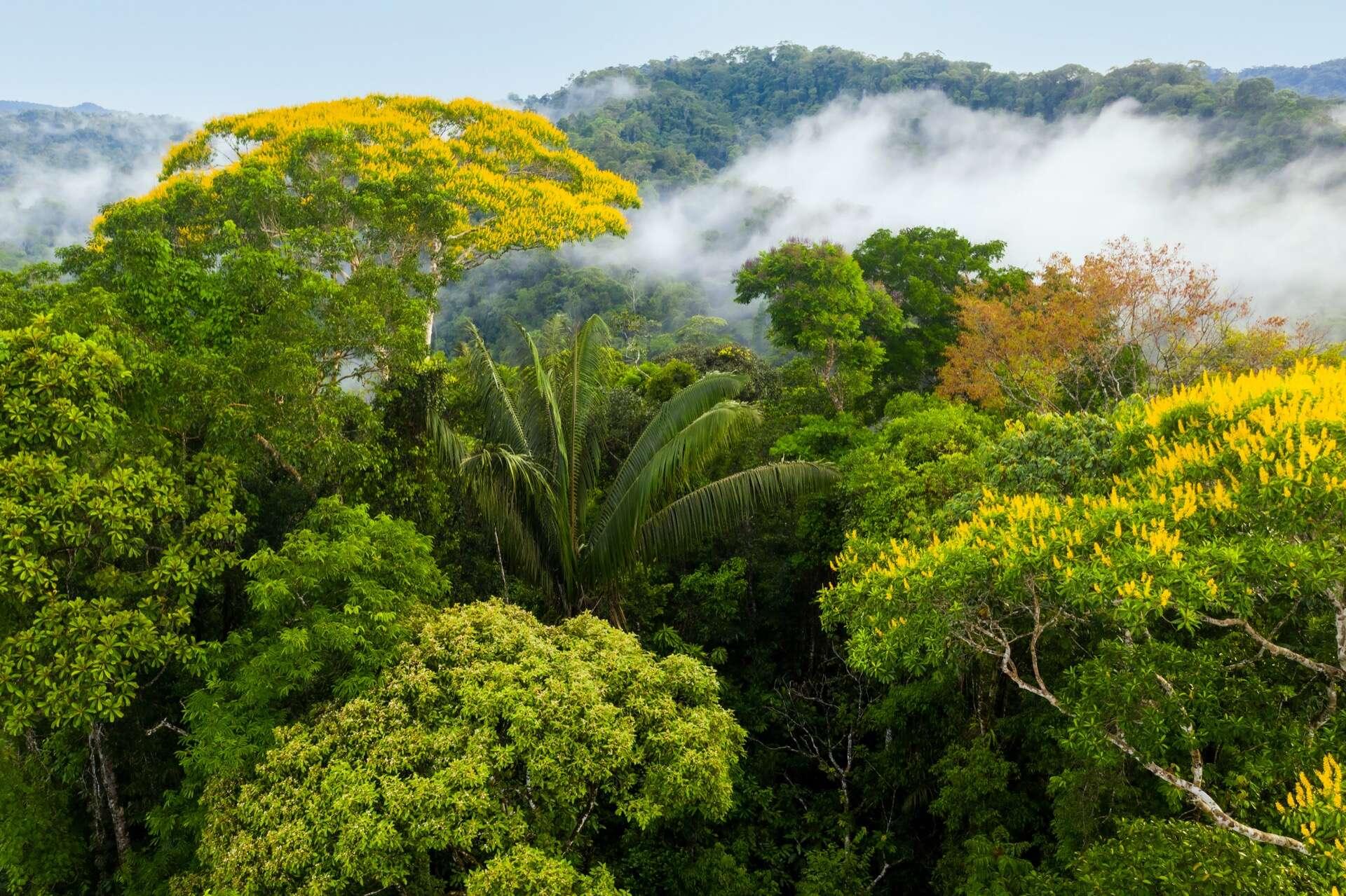 Pourquoi les arbres vont absorber de moins en moins de CO2 ?