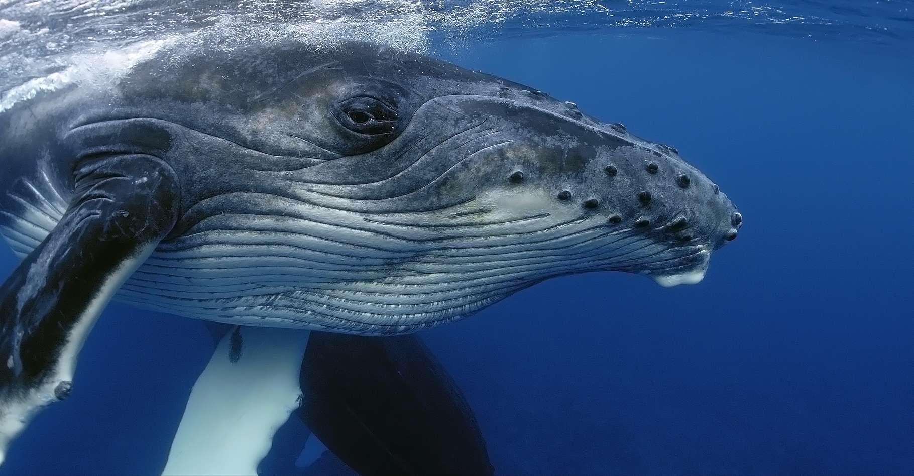 Que cache le mystérieux chant des baleines ?