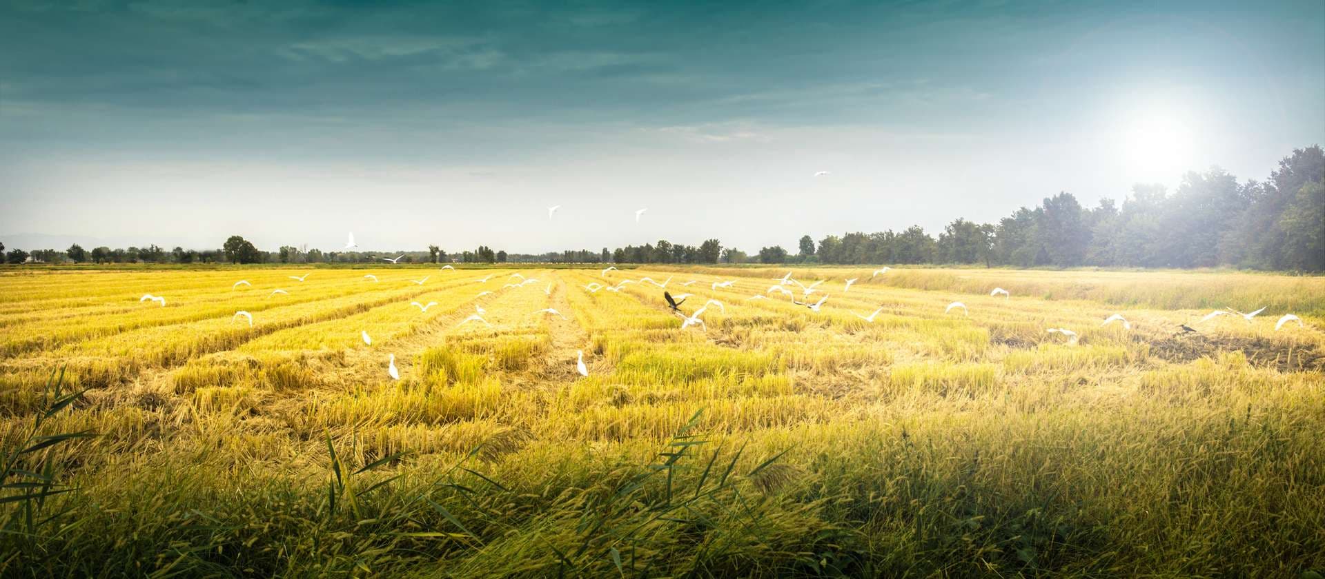 Quels sont les principes et avantages de l’agriculture naturelle ?