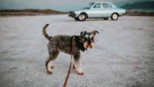 Les chats et chiens âgés, un bonheur à adopter