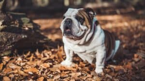 On sait quelles races de chiens vivent le plus longtemps