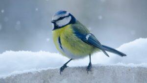 Pourquoi les oiseaux ont-ils des pattes aussi fines?