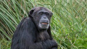 Aux origines de l’humour humain, des grands singes qui se taquinent