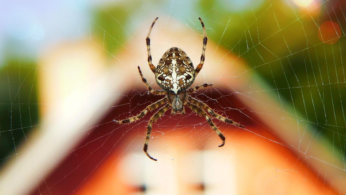 Avale-t-on vraiment des araignées en dormant?