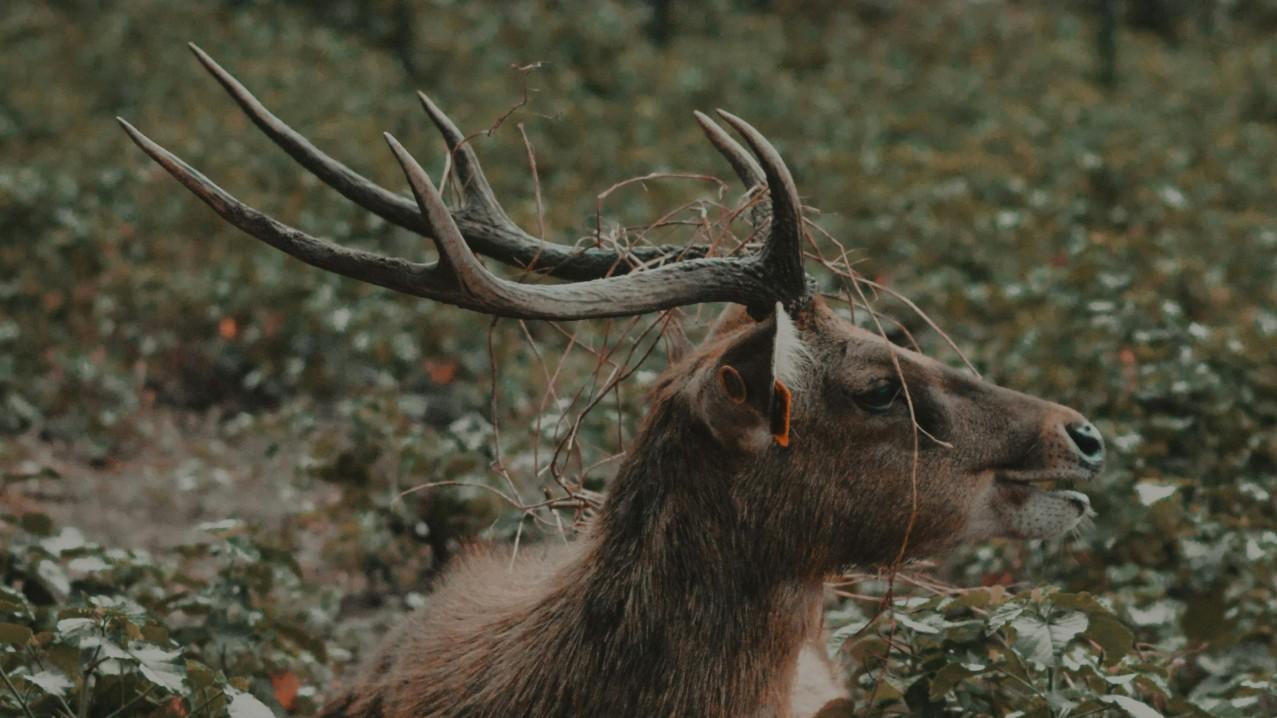 La «maladie du cerf zombie» gagne du terrain aux États-Unis